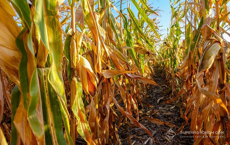 Посіви кукурудзи в Кіровоградській області